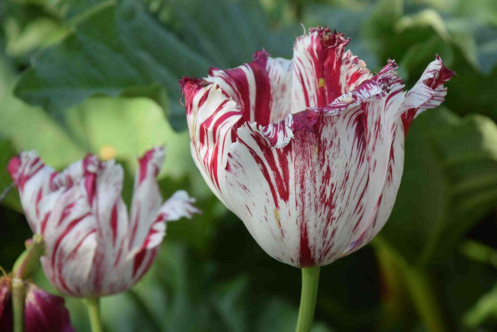 ما هي الفقاعة الاقتصادية و ما سببها؟ 4 tulip virus